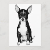 Briefkaart Chihuahua (Voorkant)