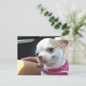 Briefkaart  Chihuahua Dog Meme (Staand voorkant)