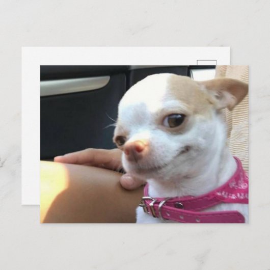 Briefkaart  Chihuahua Dog Meme (Voorkant / Achterkant)