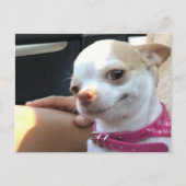 Briefkaart  Chihuahua Dog Meme (Voorkant)