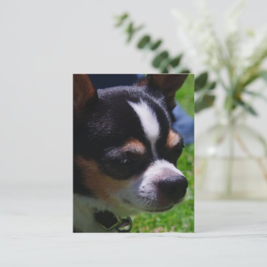 Briefkaart Chihuahua Pup (Staand voorkant)