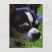 Briefkaart Chihuahua Pup (Voorkant)