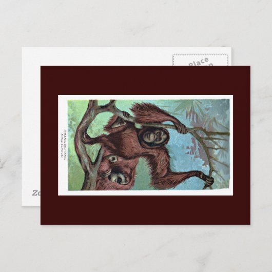 Briefkaart - Chimpansee (Voorkant / Achterkant)