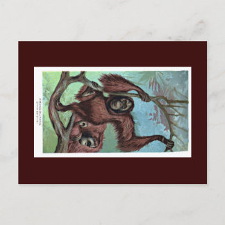 Briefkaart - Chimpansee