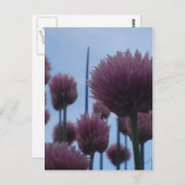 Briefkaart - Chives Afbeelding 1 (Voorkant / Achterkant)
