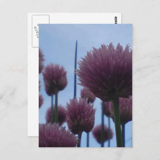 Briefkaart - Chives Afbeelding 1 (Voorkant / Achterkant)