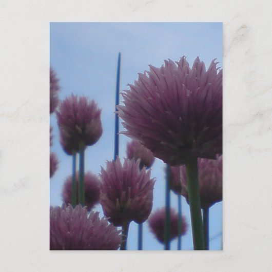 Briefkaart - Chives Afbeelding 1 (Voorkant)
