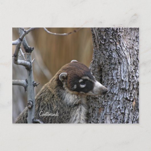 Briefkaart: Coatimundi #2 Briefkaart (Voorkant)
