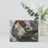 Briefkaart: Coatimundi #3 Briefkaart (Staand voorkant)