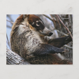 Briefkaart: Coatimundi #3 Briefkaart