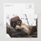 Briefkaart: Coatimundi #4 Briefkaart (Voorkant / Achterkant)