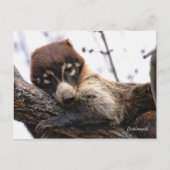 Briefkaart: Coatimundi #4 Briefkaart (Voorkant)