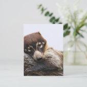 Briefkaart: Coatimundi #4 (Portret) Briefkaart (Staand voorkant)