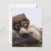 Briefkaart: Coatimundi #4 (Portret) Briefkaart (Voorkant / Achterkant)