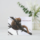 Briefkaart: Coatimundi #5 Briefkaart (Staand voorkant)