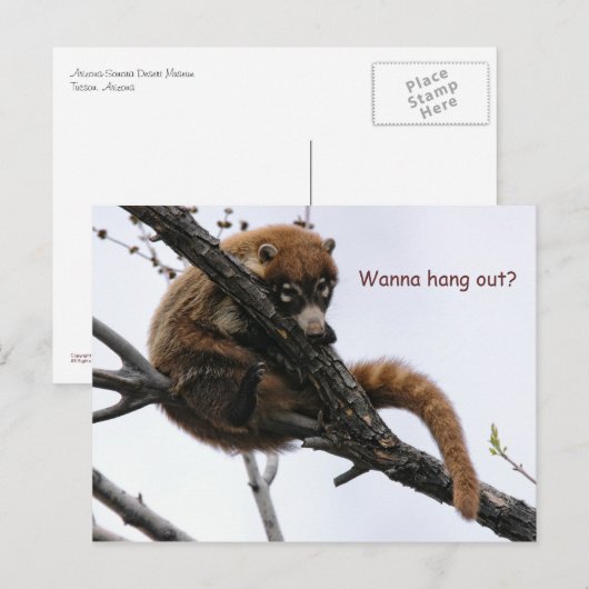 Briefkaart: Coatimundi #5 Briefkaart (Voorkant / Achterkant)