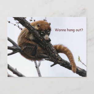 Briefkaart: Coatimundi #5 Briefkaart
