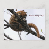 Briefkaart: Coatimundi #5 Briefkaart (Voorkant)