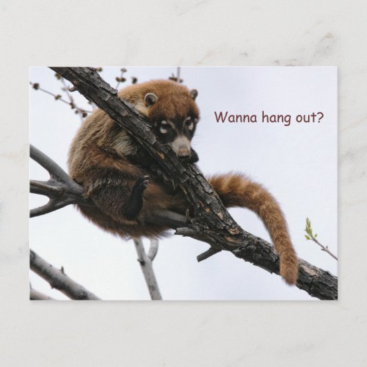 Briefkaart: Coatimundi #5 Briefkaart (Voorkant)