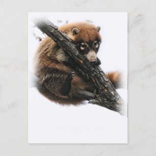 Briefkaart: Coatimundi #5 (Portret) Briefkaart