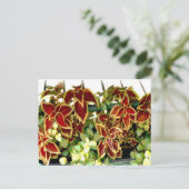 Briefkaart Coleus Plant (Staand voorkant)