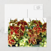 Briefkaart Coleus Plant (Voorkant / Achterkant)