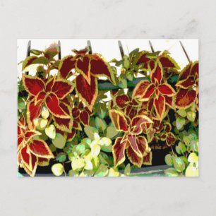 Briefkaart Coleus Plant