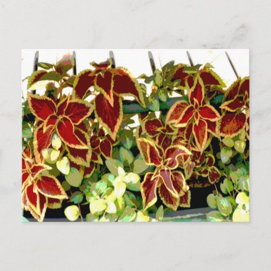 Briefkaart Coleus Plant (Voorkant)