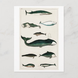 briefkaart " COLLECTIE"