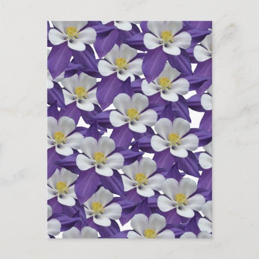 Briefkaart Columbine Paars en White Flower Pattern (Voorkant)