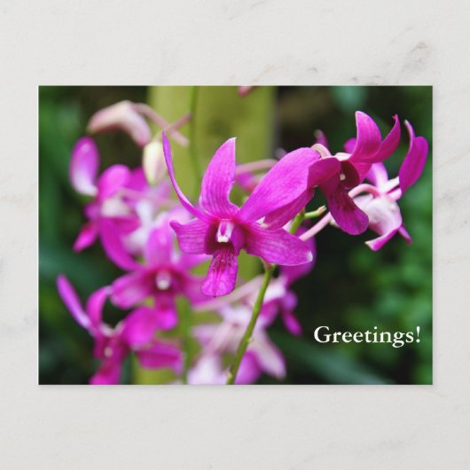Briefkaart - Cooktown Orchid (Voorkant)