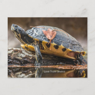 Briefkaart Cooter Turtle