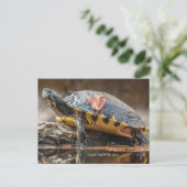 Briefkaart Cooter Turtle (Staand voorkant)