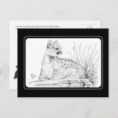 Briefkaart Cougar Kitten (Voorkant / Achterkant)