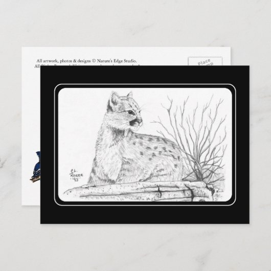 Briefkaart Cougar Kitten (Voorkant / Achterkant)