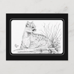 Briefkaart Cougar Kitten