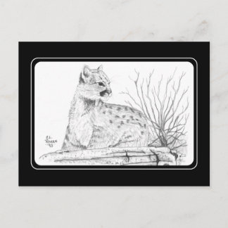 Briefkaart Cougar Kitten