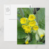 Briefkaart Cowslipbloemen (Voorkant / Achterkant)