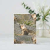 Briefkaart Coyote Afbeeldingen (Staand voorkant)