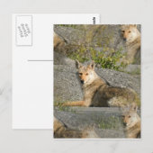 Briefkaart Coyote Afbeeldingen (Voorkant / Achterkant)