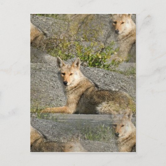 Briefkaart Coyote Afbeeldingen (Voorkant)