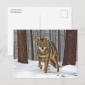 briefkaart "Coyote in the Pines" (Voorkant / Achterkant)