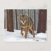 briefkaart "Coyote in the Pines" (Voorkant)