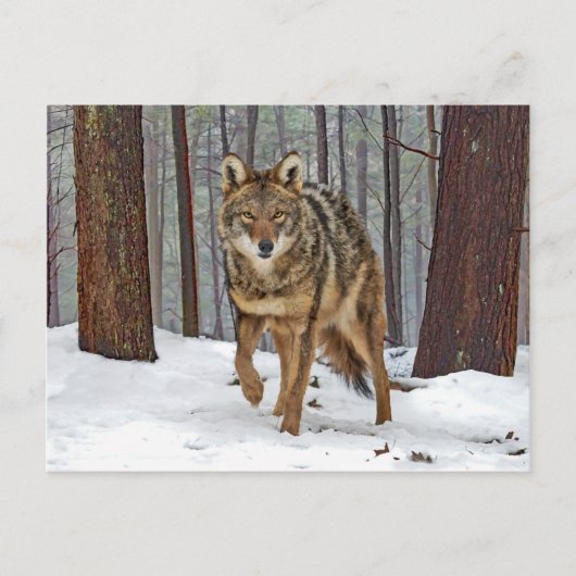 briefkaart "Coyote in the Pines" (Voorkant)