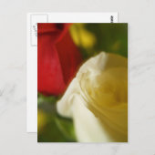 briefkaart "Crimson and Cream" (Voorkant / Achterkant)