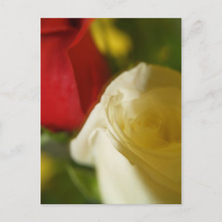 briefkaart "Crimson and Cream"