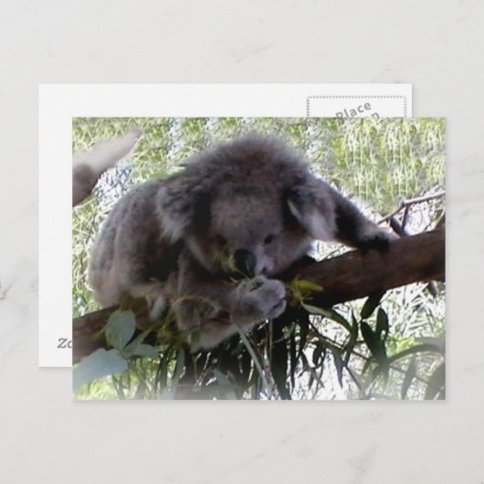 Briefkaart Cudly Koala (Voorkant / Achterkant)