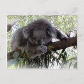 Briefkaart Cudly Koala (Voorkant)