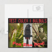 Briefkaart Culex & Bulbuls testen door RoseWrites (Voorkant / Achterkant)