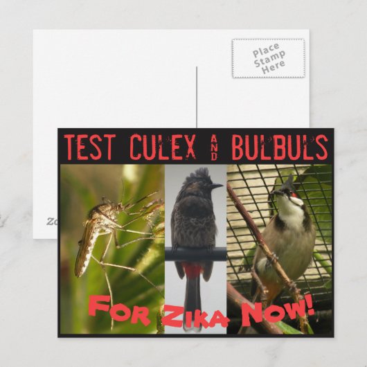 Briefkaart Culex & Bulbuls testen door RoseWrites (Voorkant / Achterkant)